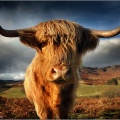 Highland Cow05